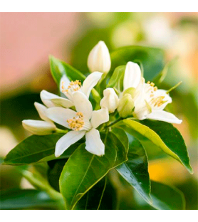 Neroli Natural Powder flavour